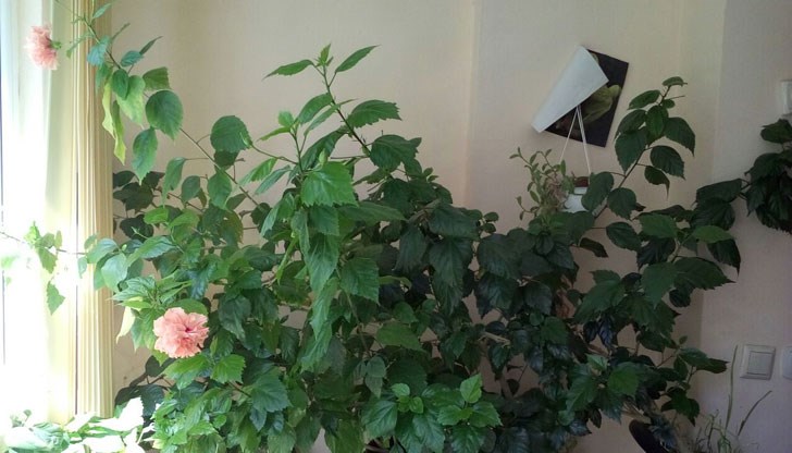 Самотните дами е задължително да имат следните 3 растения в дома си това ще промени съдбата им към по-добро Самотните дами е задължително да имат следните 3 растения в дома си това ще промени съдбата им към по-добро