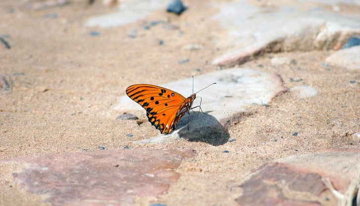 Не всички в латиноамериканската държава обаче се радват на тези нови заселници
