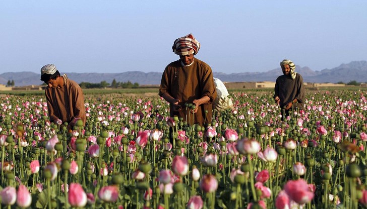 Страната произвежда 90% от опиума в света, а за талибаните не е изгодно да предприемат мерки