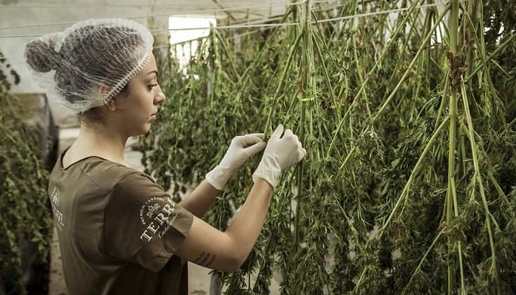 Берлин се нарежда до Малта, Уругвай, Канада, и 18 щата в Съединените щати с легални правила за употреба на канабис Берлин се нарежда до Малта, Уругвай, Канада, и 18 щата в Съединените щати с легални правила за употреба на канабис