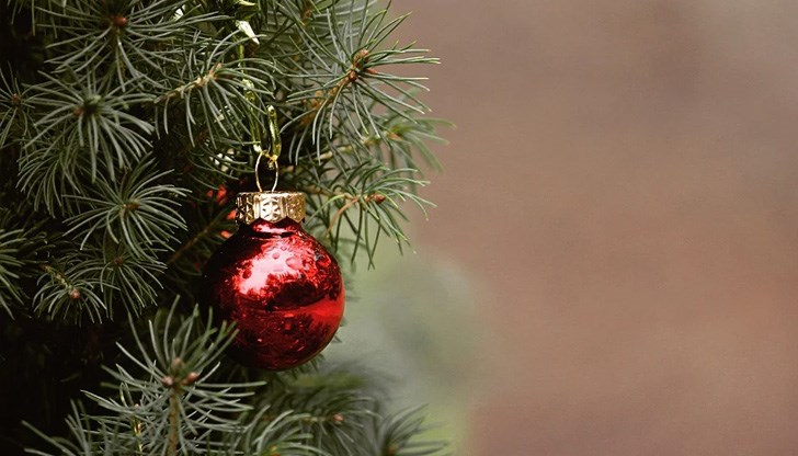 Вечнозелените борови дървета са източник на фитонциди Вечнозелените борови дървета са източник на фитонциди