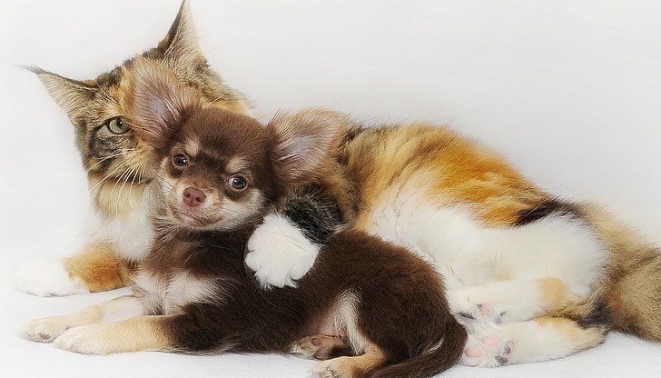 Хората могат да разболеят домашните си любимци