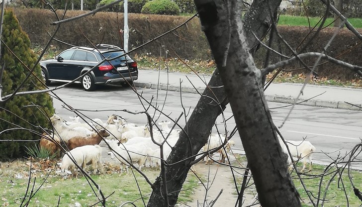 В пасторалната картинка не би имало нищо нередно, ако обаче животните не бяха в непосредствена близост до пътното платно В пасторалната картинка не би имало нищо нередно, ако обаче животните не бяха в непосредствена близост до пътното платно