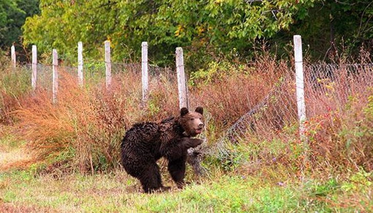 МОСВ: Нанесените щети от мечки са рекорден брой през тази година