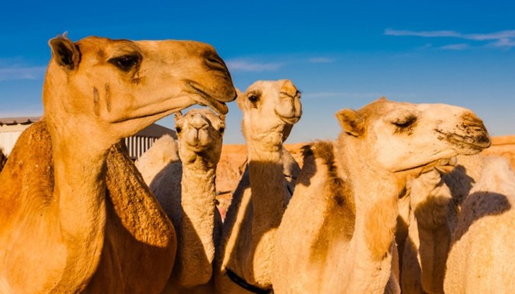 Отстранените камили са имали инжектиран ботокс или са им били приложени други изкуствени средства за разкрасяване