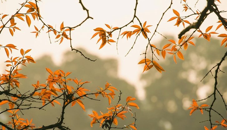 Ще вали ли днес? Ще вали ли днес?