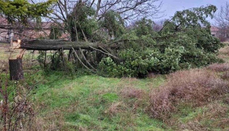 Извършителите на вандалското отсичане ще бъдат санкционирани