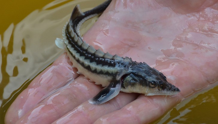 Причините за изчезването на есетрите са комплексни, но със сигурност бракониерството и нелегалната търговия с хайвер са сред най-сериозните заплахи пред вида Причините за изчезването на есетрите са комплексни, но със сигурност бракониерството и нелегалната търговия с хайвер са сред най-сериозните заплахи пред вида