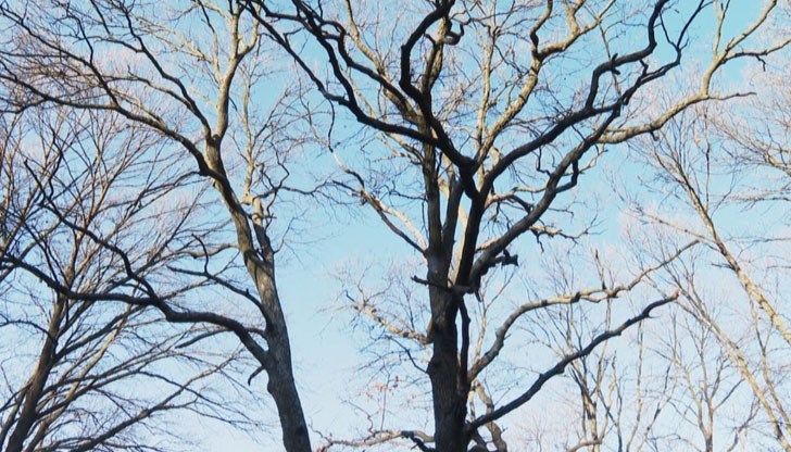 Всички дървета около защитения вече цер в горското стопанство са били изсечени Всички дървета около защитения вече цер в горското стопанство са били изсечени