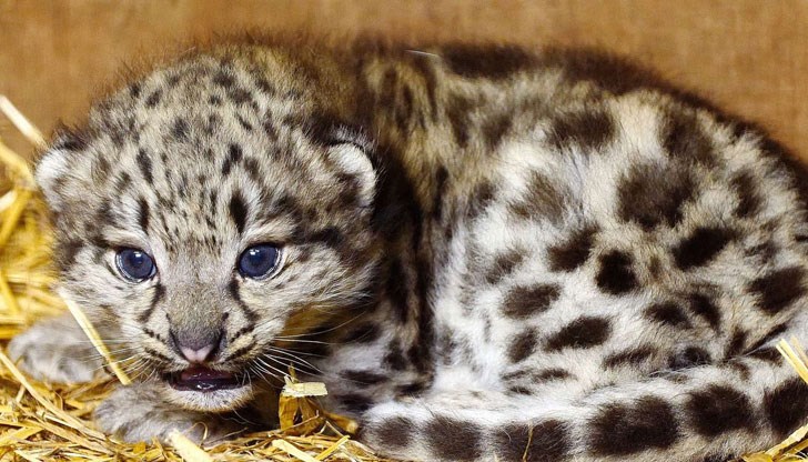 Любопитната история е от Индия