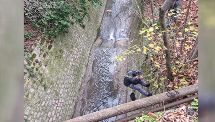 Боян Благоев и още един човек с въже се спукат по стръмната стена на канала и спасяват животното