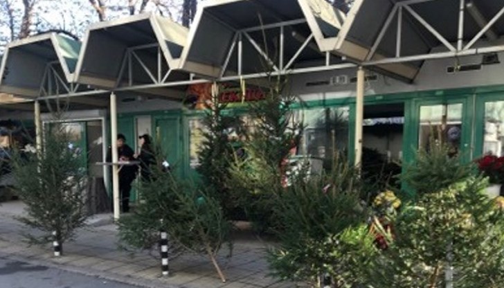 На Американското пазарче се продават дръвчета от производител, а на Централния – от търговец На Американското пазарче се продават дръвчета от производител, а на Централния – от търговец