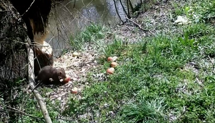 Най-големият им враг е ... човекът
