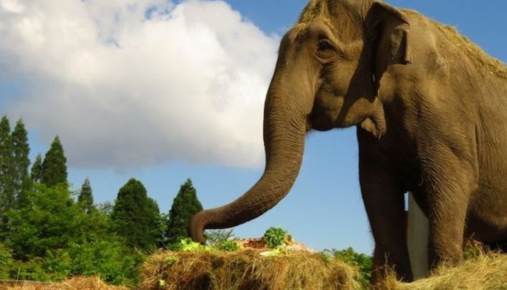 Тя бе на преклонната за слоновете възраст от 58 години