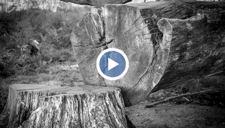 Дървото е било повалено в навечерието на Коледа, като му е отрязан върхът, който е около 2 метра