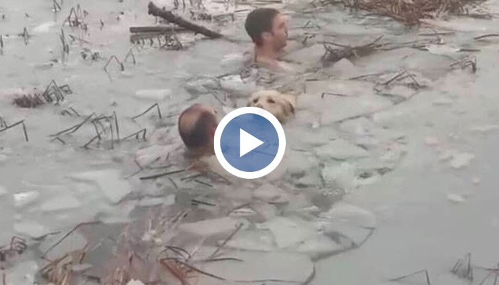 Домашният любимец се озовава в замръзналото езеро след игра със стопанина му