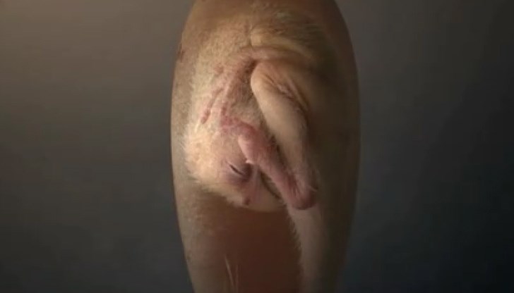 Това важно научно откритие предоставя ново и важно разбиране за растежа, развитието и размножаването на динозаврите Това важно научно откритие предоставя ново и важно разбиране за растежа, развитието и размножаването на динозаврите