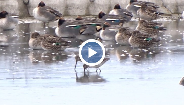 Те се натъкнаха на два дългоклюни (берингови) вретенара