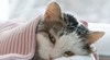 Могат ли котките да имат настинка?