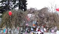 Дървото на влюбените в Русе отново ще разцъфне