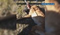 Брутална жестокост към куче, намерено край София