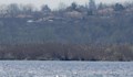 Извадиха бракониерски мрежи от езерото „Сребърна“