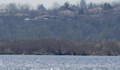 Извадиха бракониерски мрежи от езерото „Сребърна“
