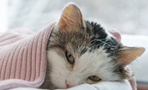 Могат ли котките да имат настинка?