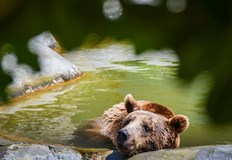 Мечката Свобода стана на 33 години За това научаваме от публикация