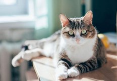 Новите му гостоприемници може да са котки гризачи или елениЩамът Омикрон може