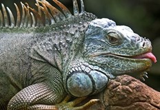 Явлението е свързано с падането на температуритеСиноптиците предупредиха наскоро жителите