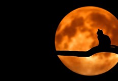 Смята се че всички човешки същества са в съответствие с