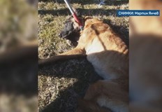 Нов случай на жестокост към животниЗрители на сигнализираха за оковано