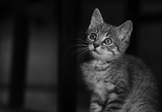 Безпомощното животно е лежало цял ден близо до селския магазин