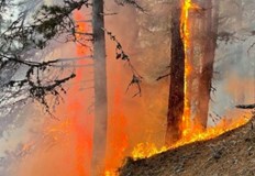 Горят сухи треви листа и корони на дърветатаПожар е избухнал