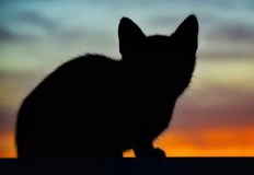 Една история от улиците на Русе разбуни социалните мрежи Става въпрос