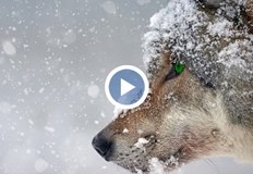 Януарският мраз на Балканите продължава и в последния ден на