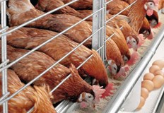 170 000 кокошки ще бъдат умъртвениВластите в Нидерландия откриха огнище