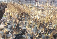 Чушките не обичат студа Умират за секунди А в момента внасяме