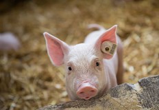 Огнище на африканска чума по свинете е установено в землището