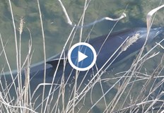 Бозайникът заседна в плитчините край БургасБедстващ делфин вдигна на крак няколко инспекции