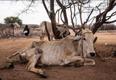 Колабиращи от глад хора навсякъде трупове на животни Кения страда