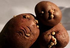 Картофите оставени за твърде дълго могат да започнат да поникват