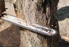 При подготовката на строителната площадка са изсечени 6 дървета на