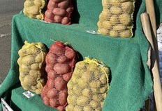 На изходите на град Самоков се продават прочутите самоковски картофи