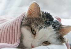 Да котките може да настинатДобрата новина е че тези настинки