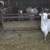Щастлива развръзка за Никола Маринов от Русе и неговото стадо кози