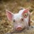 Огнище на африканска чума по свинете е установено в Благоевградско
