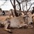 Невиждана суша в Кения: Хората колабират от глад, навсякъде има мъртви животни