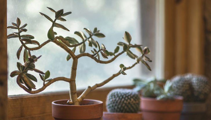 С тяхна помощ можете значително да подобрите благосъстоянието си и да внесете хармония и щастие в дома си